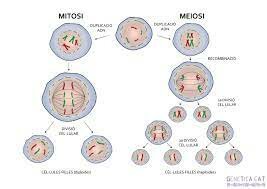 Es demostra que les cèl·lules s’originen únicament a partir d’altres preexistents.
