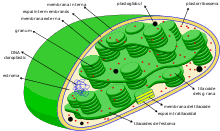Es considera la cèl·lula com a unitat bàsica estructural i morfològica.