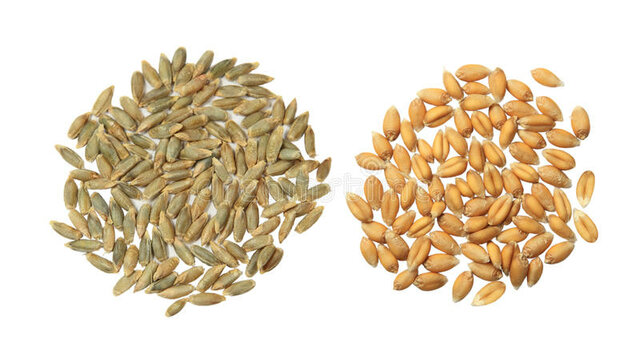 Las primeras plantas cultivadas fueron el trigo y la cebada