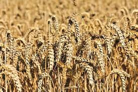 Cultivo de alimentos