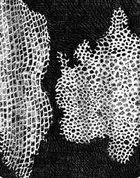 Descubriment de la cèl·lula