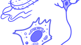 Timeline: La cèlula