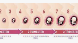 Timeline: prenatal development timeline