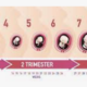 Prenatal timeline