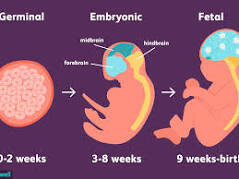first trimester