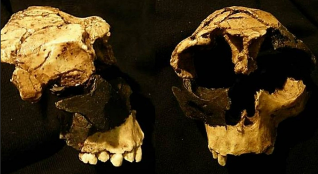 Homo antecesor (encontrado en la gran Dolina de Atapuerca)