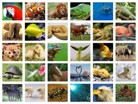 Los animales terrestres