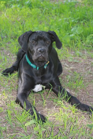 Nou membre a la família