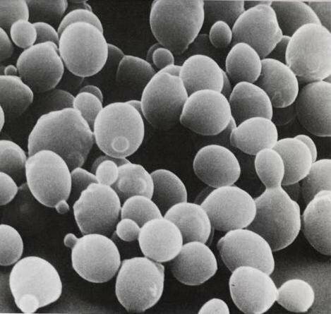 Papel de las levaduras