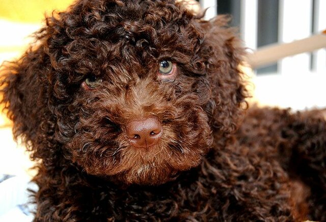 ARRIBA EL MEU GOS YOGUI