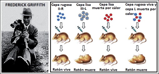 Descubrimiento de la transformación bacteriana