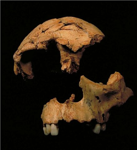 Homo antecessor
