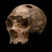 Homo Neanderthalesis