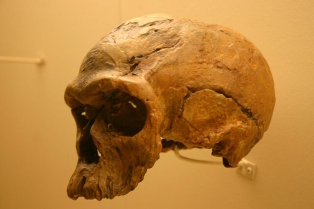 Homo Sapiens