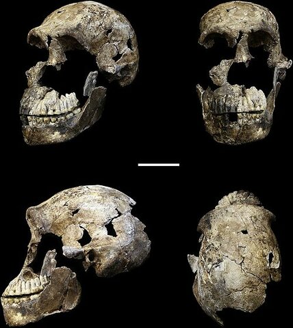 Homo Naledi