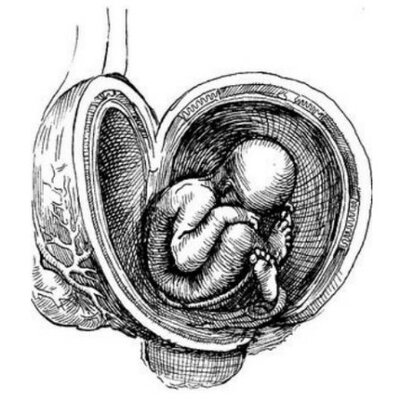 Timeline: Embriogénesis humana
