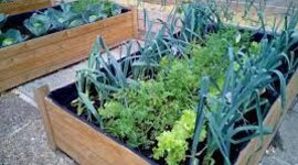 Timeline: Los Huertos Urbanos y Sistema de Riego