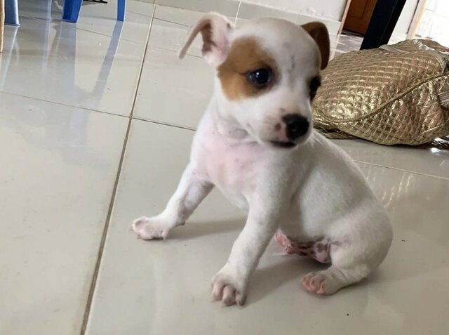 INTELIGENCIA NATURALISTA