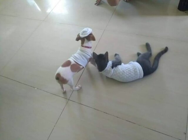 INTELIGENCIA NATURALISTA