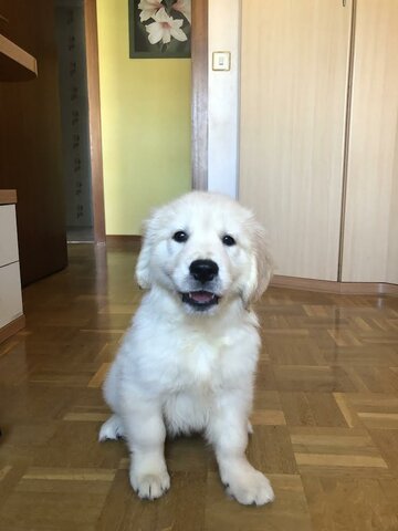 My dog, Nala, was born