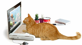 Timeline: la vida en internet