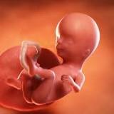 second trimester
