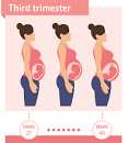 third trimester