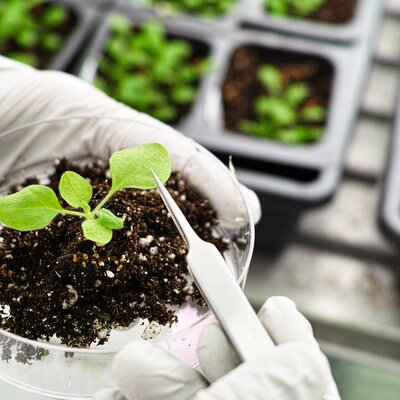 Timeline: Biotecnologia Vegetal