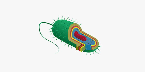 Las células procariotas