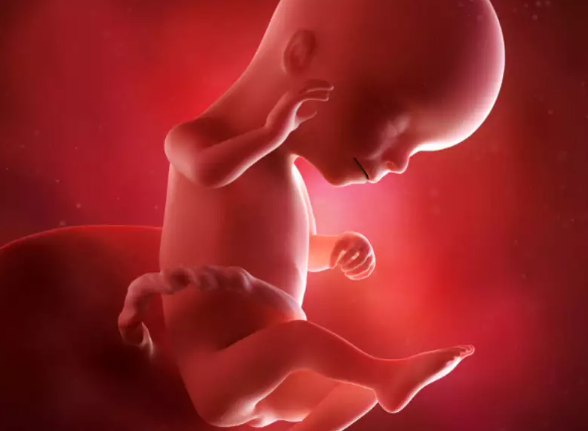 Fourth month (weeks 13-16)