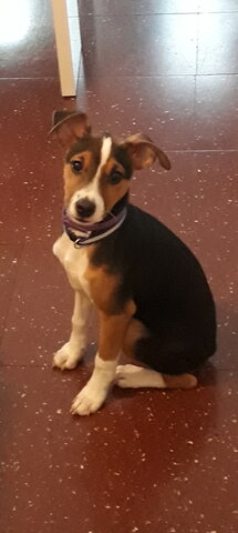 Nou integrant a la familia