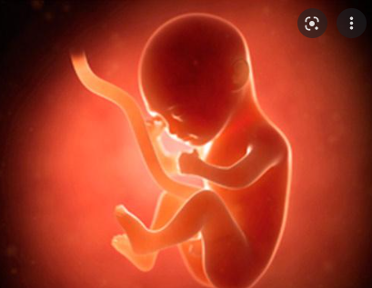 Fifth Month (weeks 17-20)