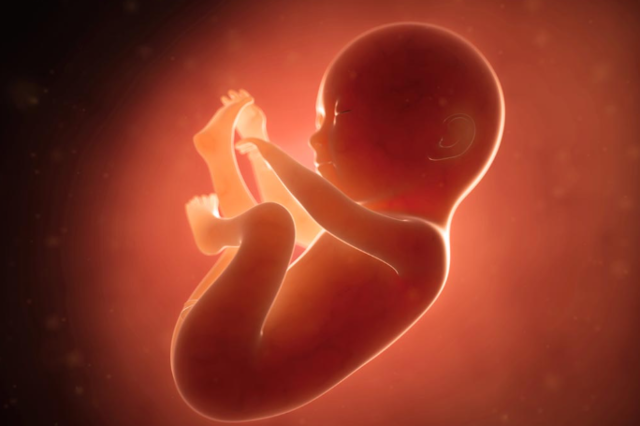 Sixth month (weeks 21-24)