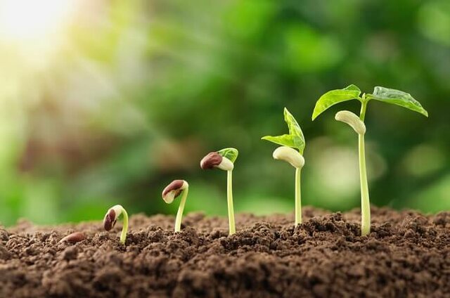 Las plantas terrestres