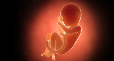 Seventh month (weeks 25-28)