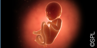 Eighth month (weeks 29-32)