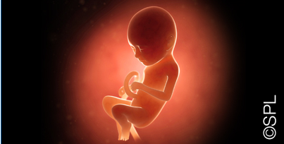 Ninth month (weeks 33-36)