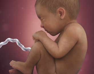 Tenth month (weeks 37-40)