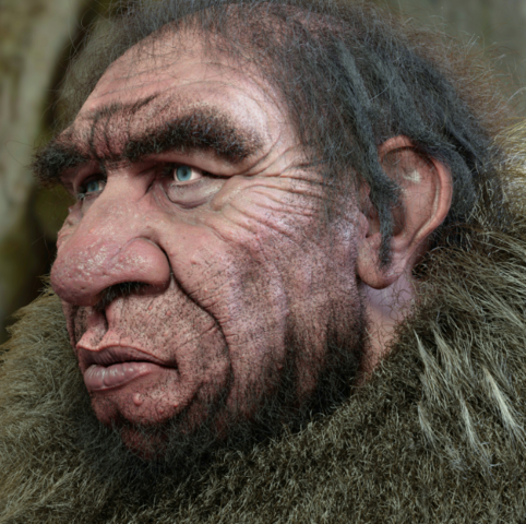 Homo neandertales