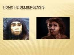 HOMO ANTECESSOR Y HEIDELBERGENSIS