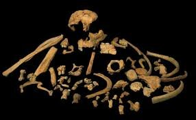 Homo antecesor (encontrado en la gran Dolina de Atapuerca)