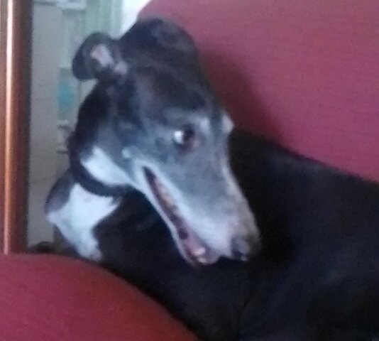 Un nou integrant a la familia