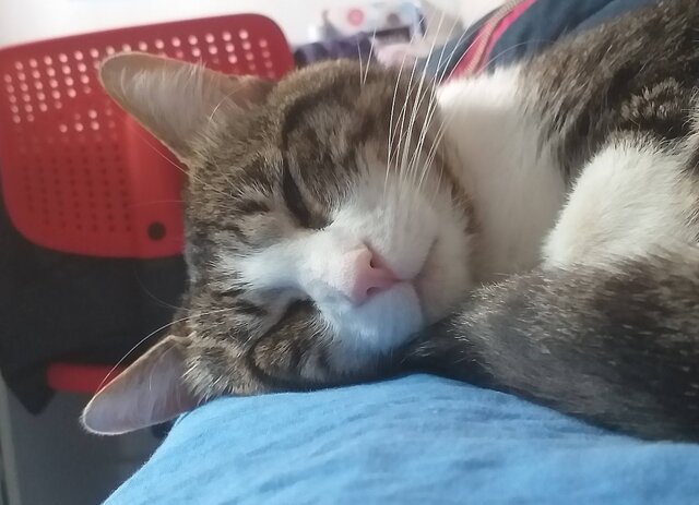 La meva primera mascota