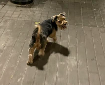 Adopció del meu gos