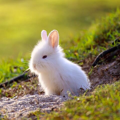 Esimesed jäneselised