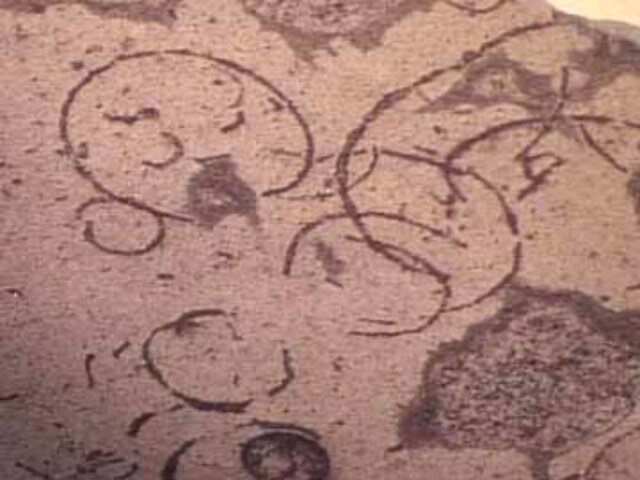 Mitmerakuliste organismide teke