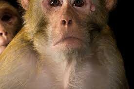 Karl Landsteiner Pt 2