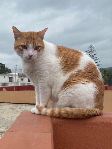 Mi segundo gato
