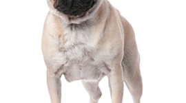 Timeline: Британская лексикография