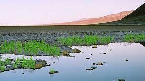 Esimesed maismaa taimed